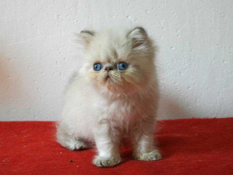 tortie-point_615.jpg