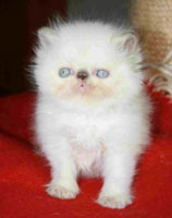 Lilac-cream point kitten / PER j 33