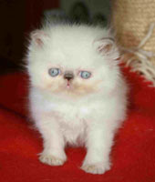 Lilac-cream point kitten / PER j 33