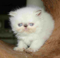 Lilac-cream point kitten / PER j 33, perská kočka s lilově elvovinovými odznaky