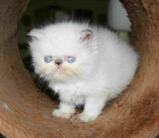 Lilac-cream point kitten / PER j 33, perská lilově elvovinová kočka s odznaky, kotě