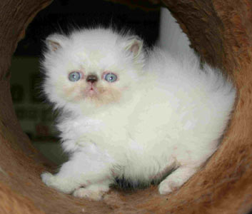 Lilac-cream point kitten / PER j 33