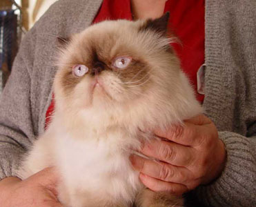 WISTARIA CH. Casper Less Kajigo,CZ, Chocolate Point persian male