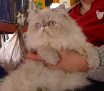 WISTARIA CH. Lucky Blue Lines Wistaria,CZ, PER a 21 33, Blue-Lynx Point cat