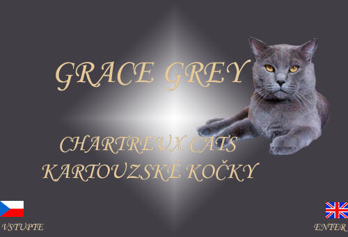 GRACE GREY kartouzsk koky, chartreux cattery